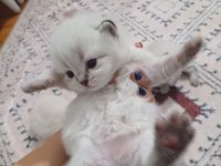 Safkan british longhair silver point yavrular