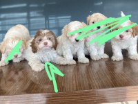MALTİPOO CİNSİ YAVRU