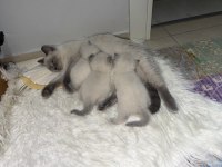 2 Erkek Bir Birinden Güzel İki Yavru Çok Oyuncu Kediler