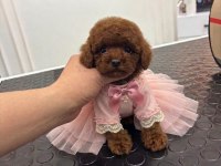 Kore Kan Irk Ve Sağlık Garantili Aşılı Dişi Yavru Poodle