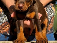 KIZIL SAFKAN IRK GARANTİLİ DOBERMAN BEBEKLERİM