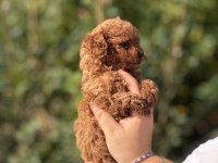 AŞILI ÇİŞ EĞİTİMLİ BÜYÜMEYEN TOY POODLE BEBEKLER 