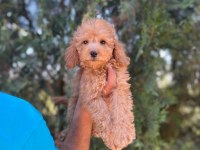 Orijinal Maltipoo Yavrular Randevu Alarak Bakabilirsiniz