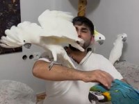 Tam bir resim kuşu ara macaw