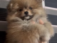 SON KALAN POFUDUK DİŞİ POMERANİAN