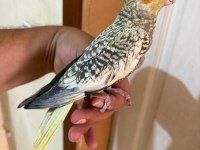 64 GÜNLÜK UYSAL SULTAN PAPAĞANI BEBEK