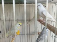 2 AYLIK YAVRULAR VE YENİ YEME DÜŞMÜŞ KUŞLAR