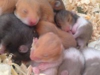 Çok tatlı minicik Suriye Hamster Adana