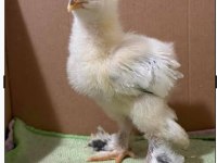 Brahma civciv