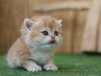 Safkan British Shorthair Golden NY12