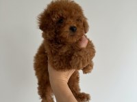 DENİZLİ NIN EN GÜZEL TOY POODLE BEBEKLERİ 