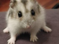 HAMSTER GONZALES YAVRULARIMIZ HERYERE GÖNDERİM VAR