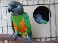 Senegal Papağanı Çiftim Alana Hayırlı Olsun