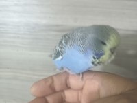 Bebek show muhabbet kuşu