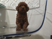 Kore babadan red toy poodle minnaklar