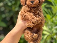 Poodle Mersin