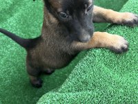 Maskeli malinois yavrular