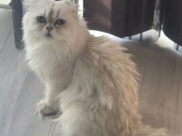 HEPSİ BİRİNDEN GÜZEL YAVRU VE YETİŞKİN İRAN KEDİSİ