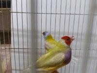 Golden finch