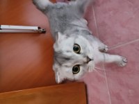 Scottish fold kedisi