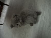 British shorthair kedimiz