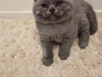 Nadir suratlı son erkek ve dişi british shorthair yavrumuz
