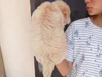 Uygun ve kaliteli maltipoo yavrular