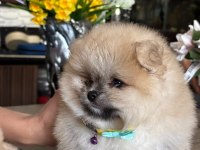 Pomeranian boo orjinal