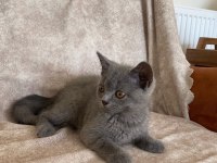 Kür rengi asil bebek british shorthair