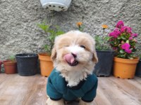 Erkek maltipoo bebek