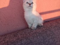 Uygun bayram şekerleri kediler