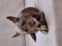 Ücretsiz sahiplendirme köpeğimiz