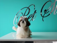 PETSTATION DAN ŞECERELİ SHİH-TZU YAVRULARI