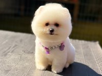 Pamuk Şekeri Pomeranian Boo
