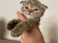 Scottish fold dişi