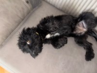 Maltese terrier siyah