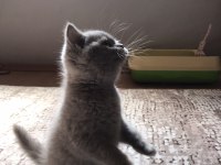 Lilac british shorthair