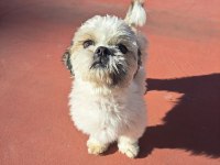 Tuvalet Eğitimli Shih Tzu