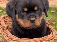 İzin belgeli üretim çiftliğinden rottweiler kapıda öde