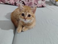 15 Mayıs Doğumlu British Shorthair