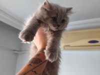 BAKMADAN GEÇMEYİN YAVRU KEDİLERİMİZE