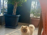 Pomeranian erkek