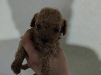 TOY POODLE KÖPEĞİMİZ ANKARA