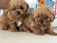 Ankaranın en güzel maltipoo yavruları aşılı pasaportlu