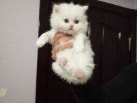 Anne baba şecereli koca kafa british shorthair yavrular