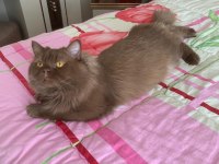 Cinnemon longhair kedimiz