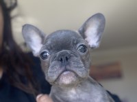 Acil 2 tane dişi French Bulldog