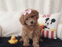 Toy Poodle Dişi