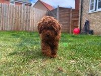 Toy Poodle Arayanlara Özel Sağlık Garantili