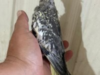 TAM 50 GÜNLÜK KUSURSUZ FULL EVCİL SULTAN BEBEK